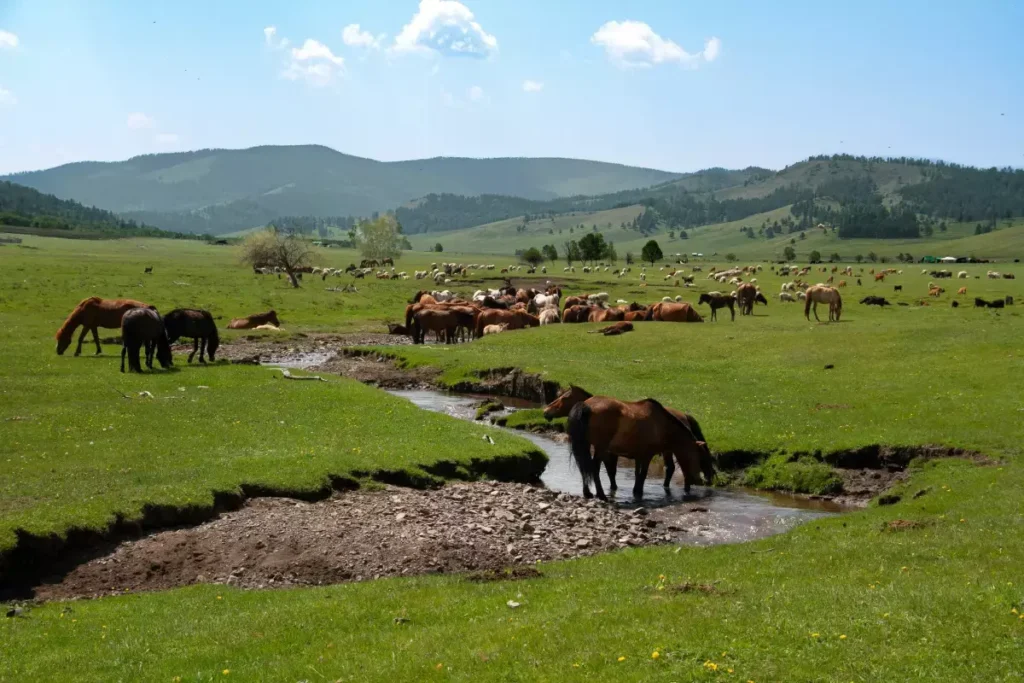 The Mongolian Steppe
