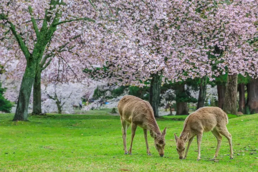 places to visit in japan