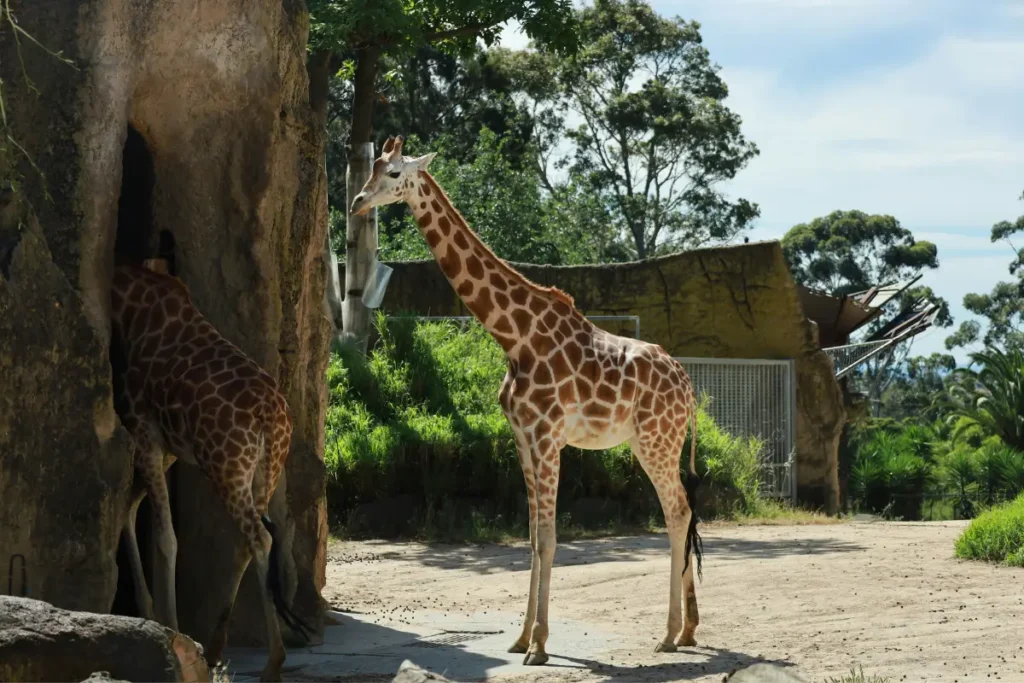 Melbourne Zoo